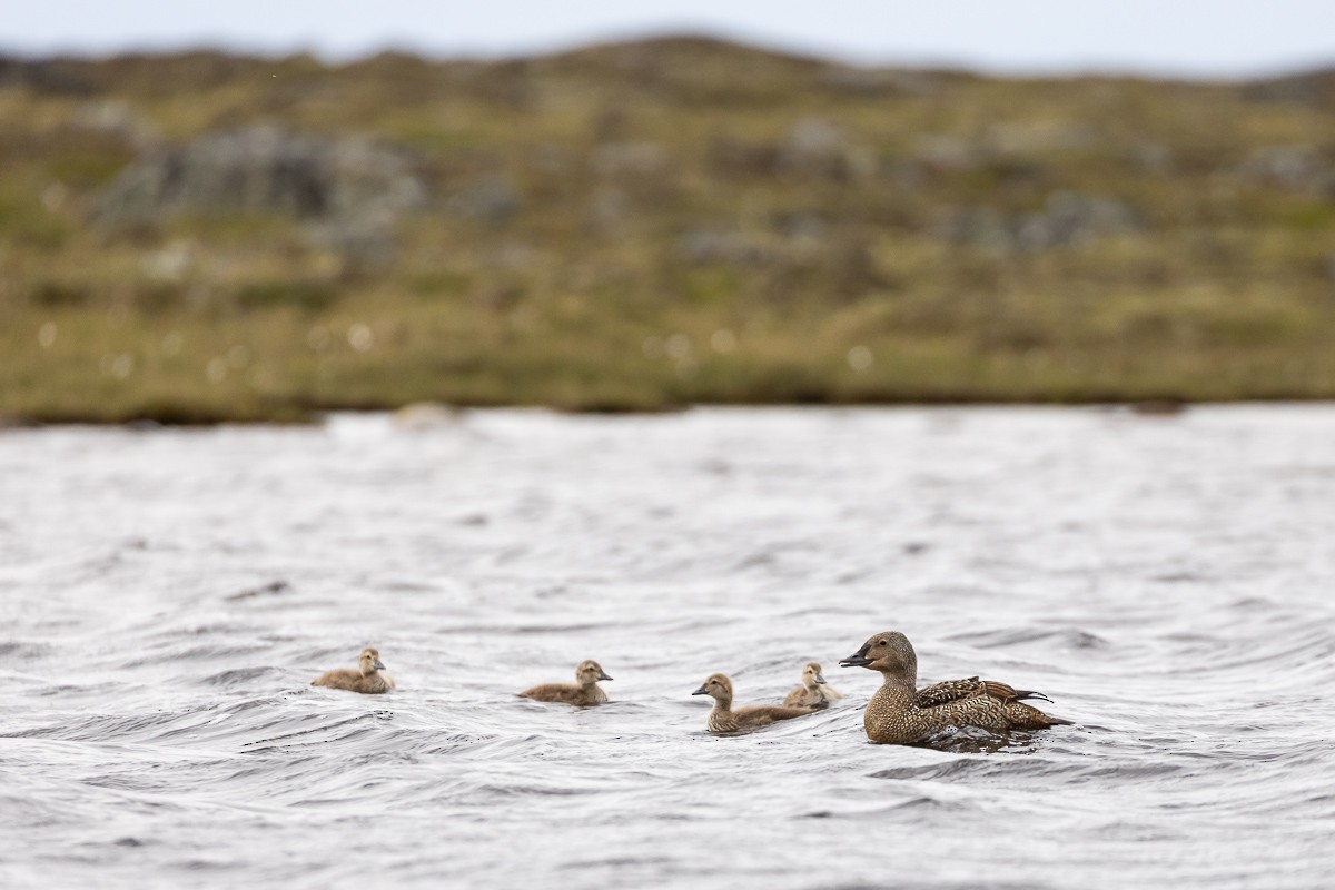 King Eider - ML358042171