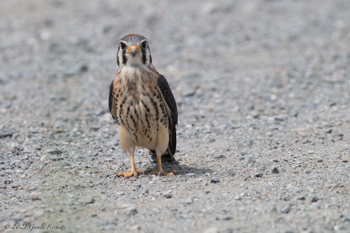 American Kestrel - ML358042721