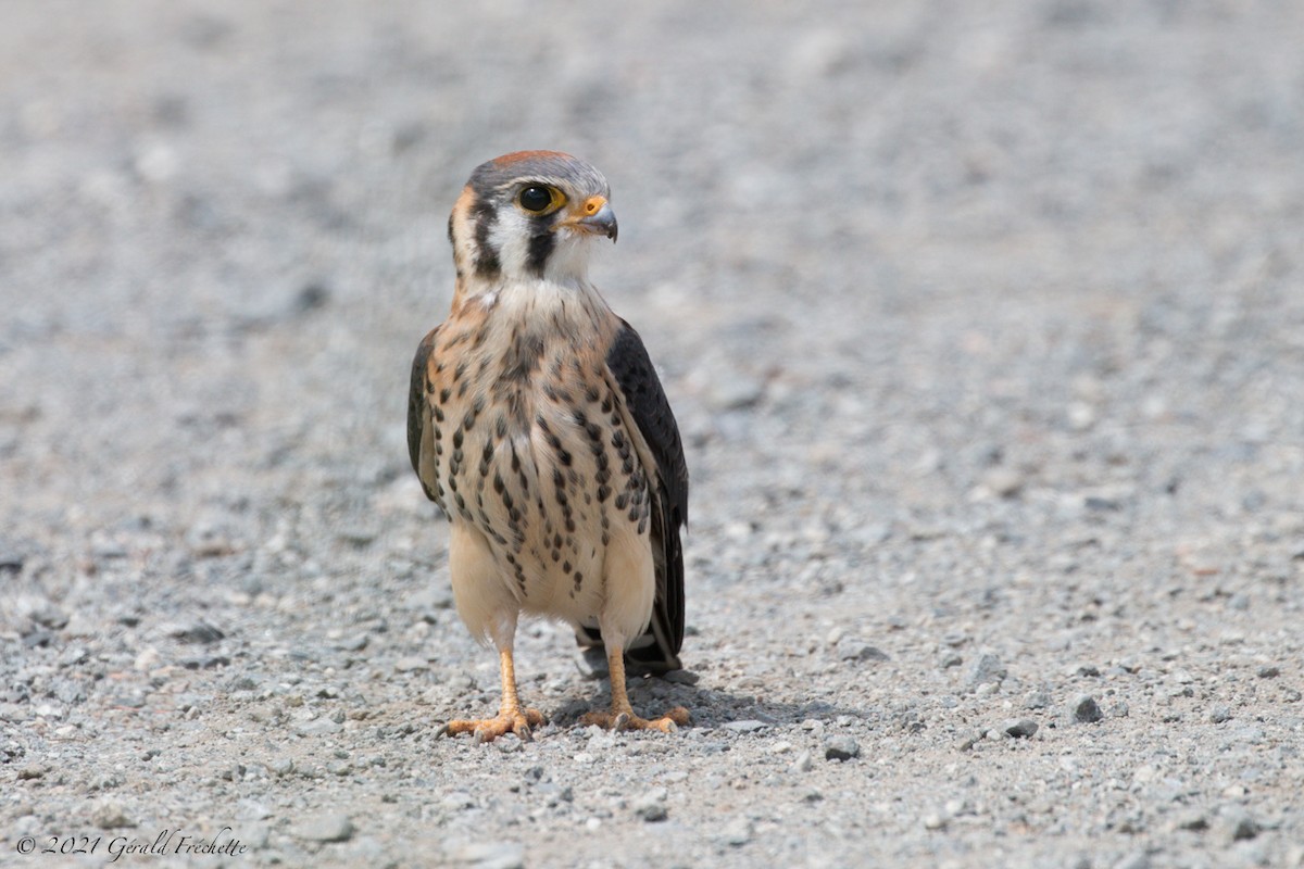 American Kestrel - ML358042731