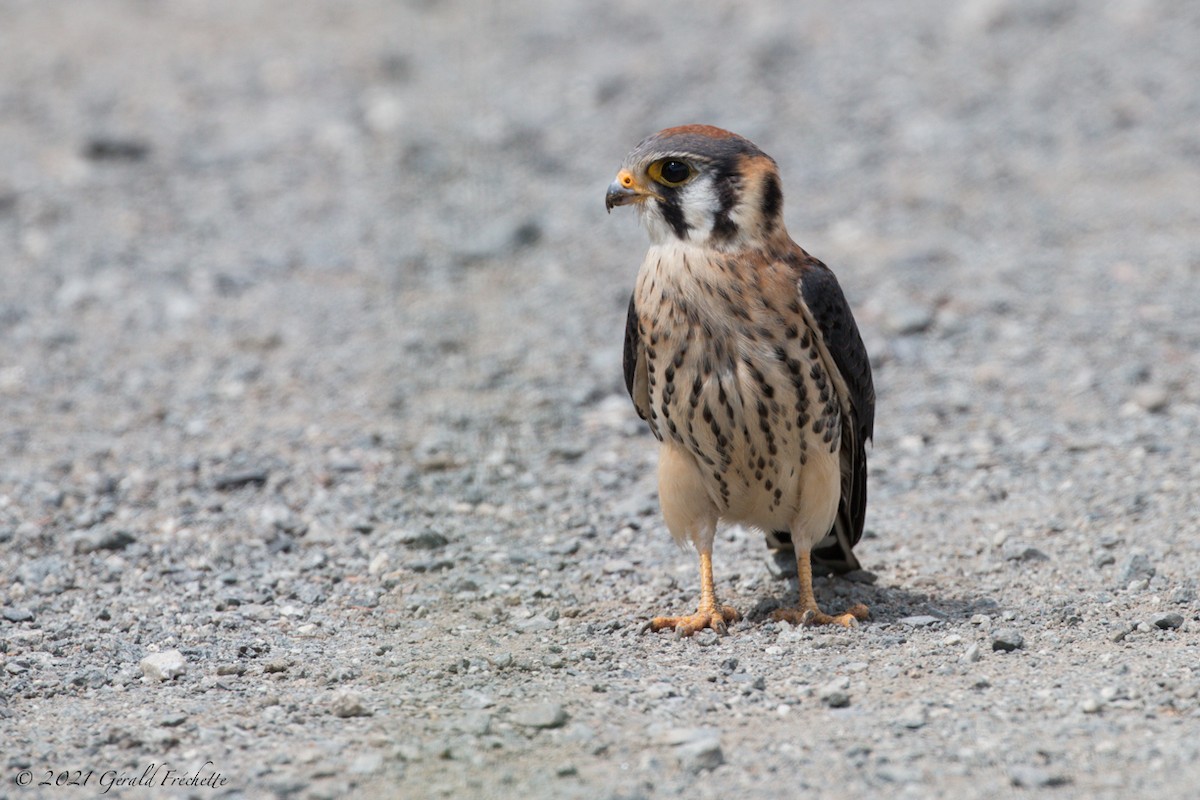 American Kestrel - ML358042751