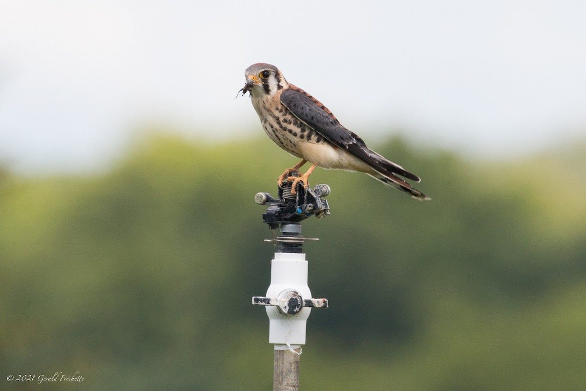 American Kestrel - Gérald Fréchette