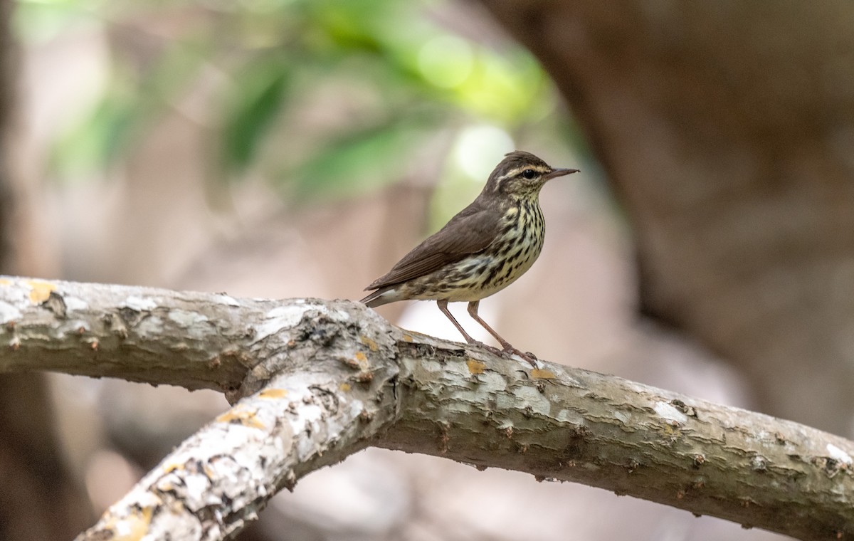 Northern Waterthrush - Wim van Zwieten