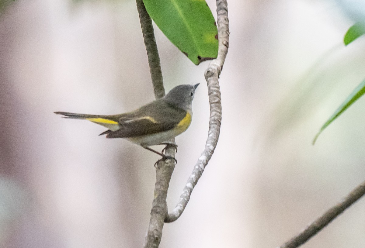 American Redstart - Wim van Zwieten