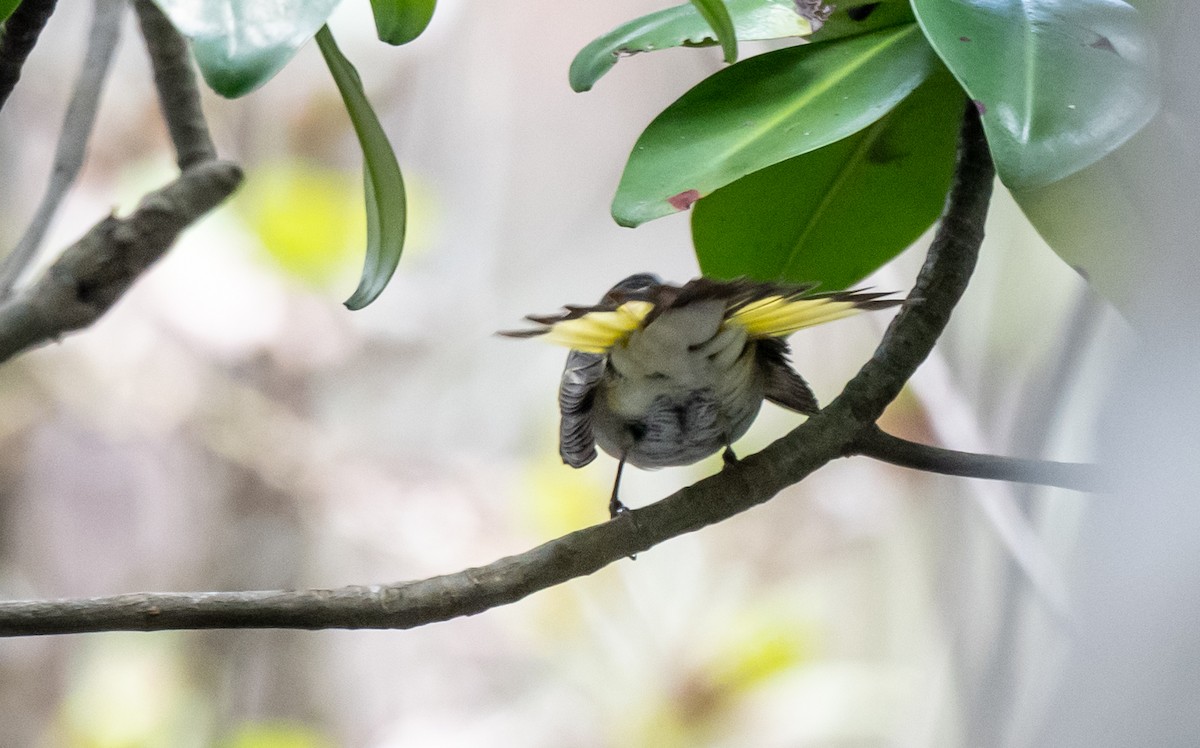 American Redstart - ML358043201