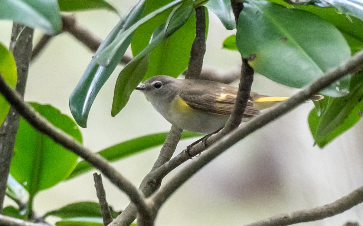 American Redstart - Wim van Zwieten