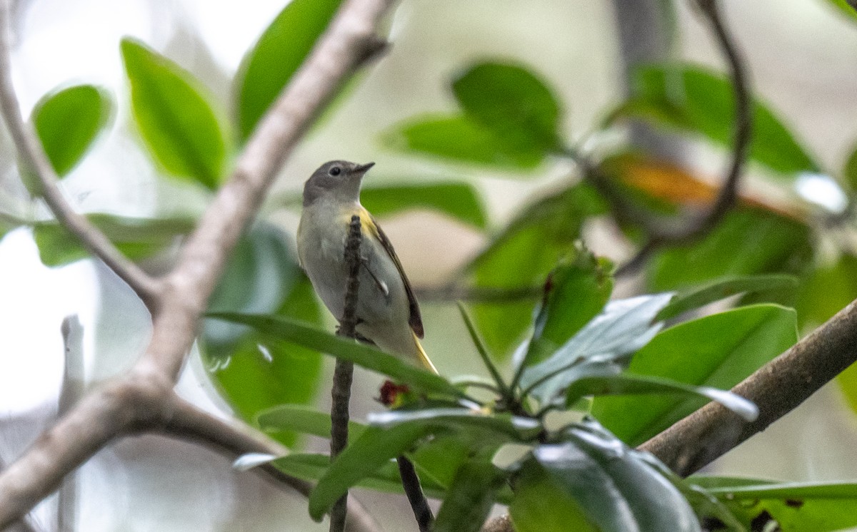 American Redstart - ML358043231