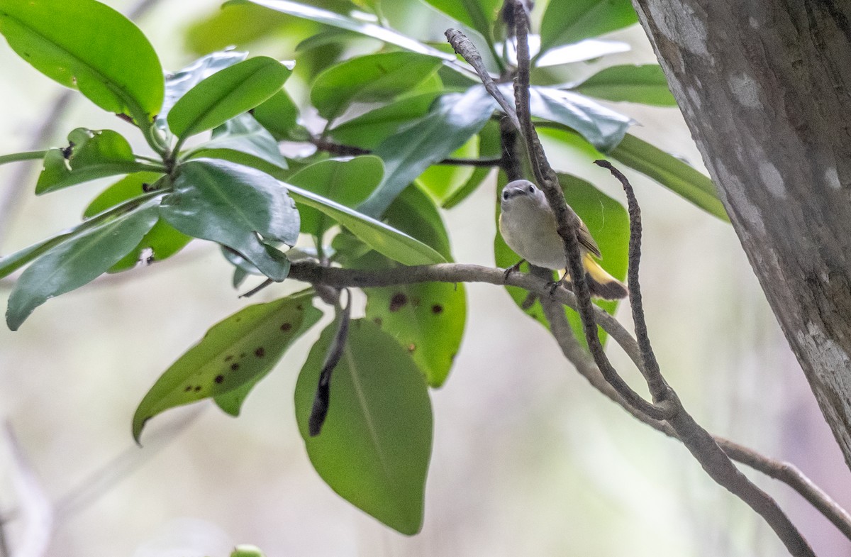 American Redstart - Wim van Zwieten