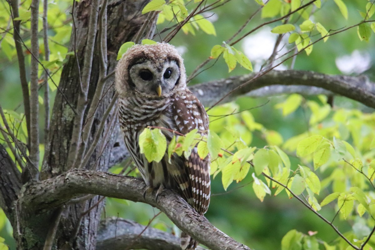 Barred Owl - ML358043541