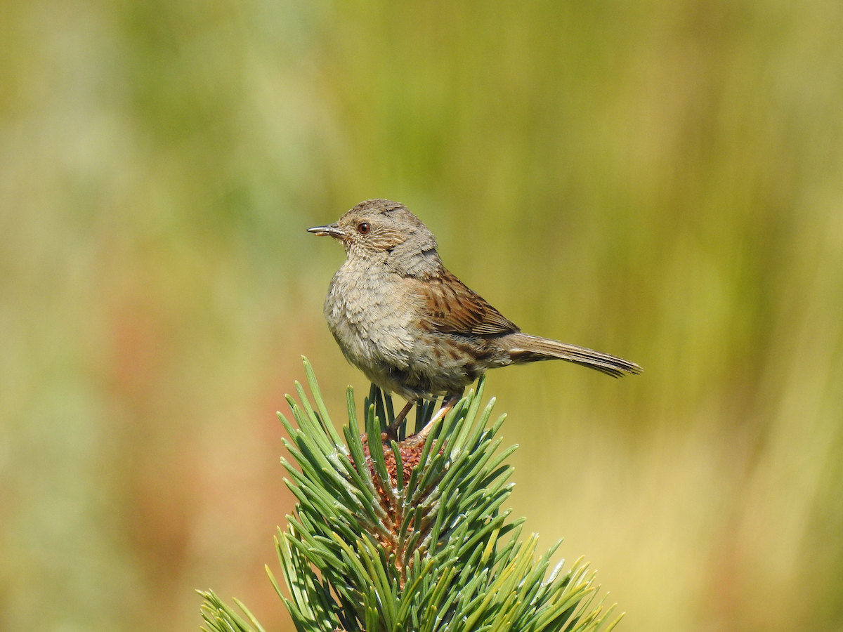 Dunnock - ML358044241