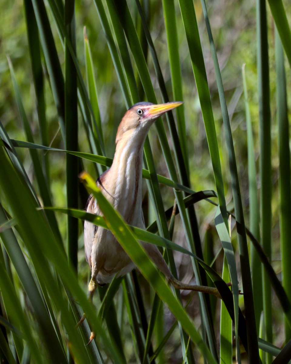 Least Bittern - ML358047201