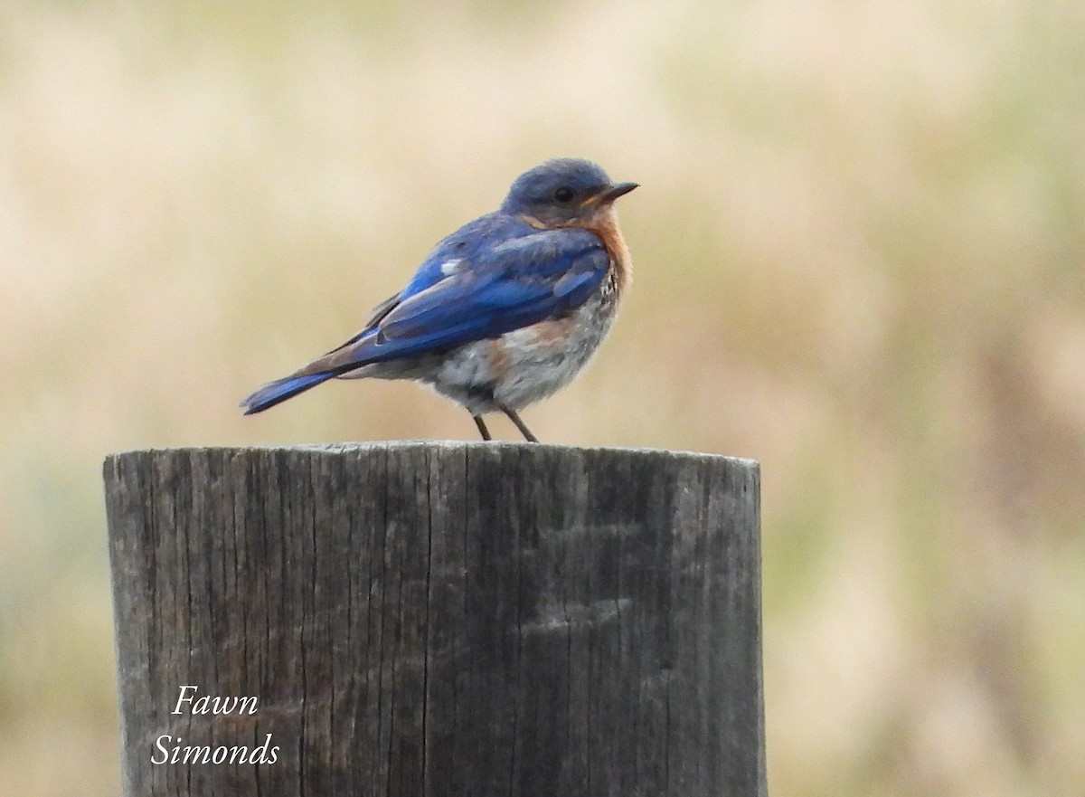 Eastern Bluebird - Fawn Simonds