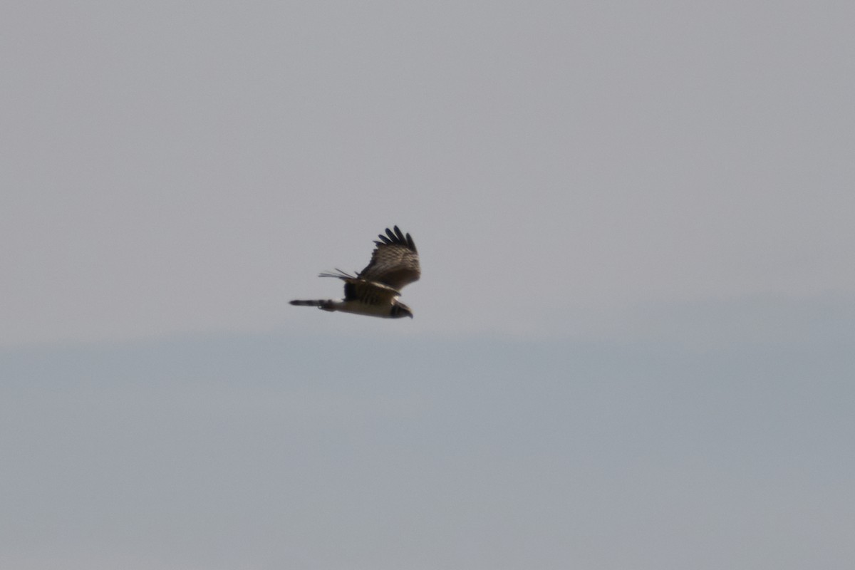 Long-winged Harrier - ML358051341