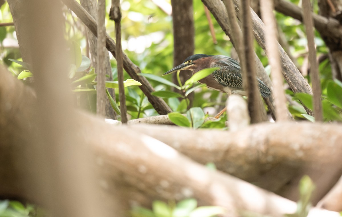 Green Heron - Wim van Zwieten