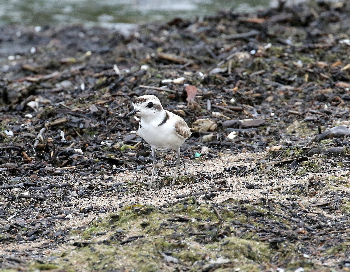 Snowy Plover - ML358052281