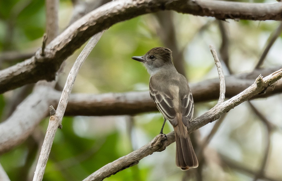 Brown-crested Flycatcher - ML358052331