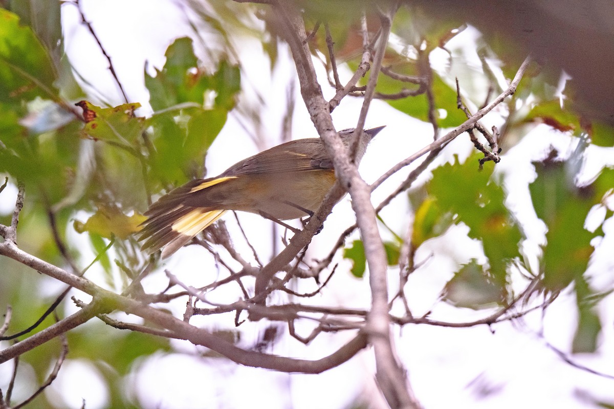 American Redstart - Wim van Zwieten