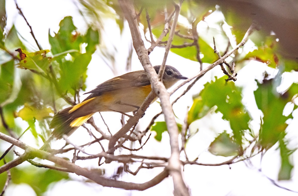 American Redstart - Wim van Zwieten