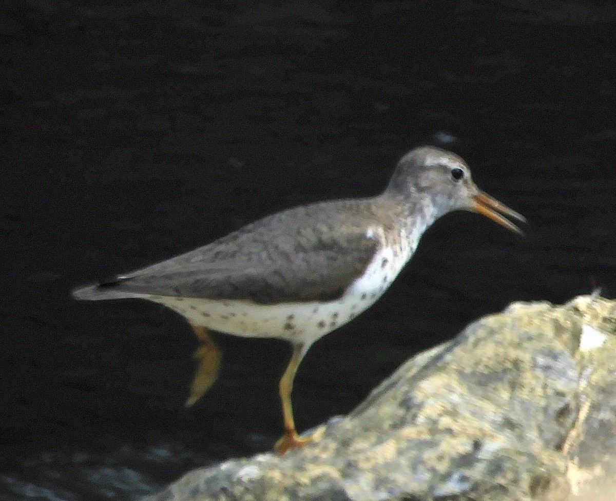 Spotted Sandpiper - Sabrena Boekell