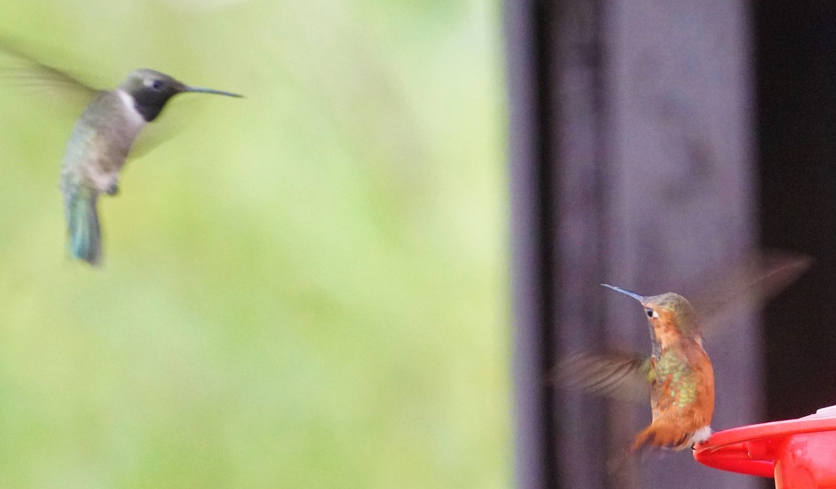 Black-chinned Hummingbird - ML358054901