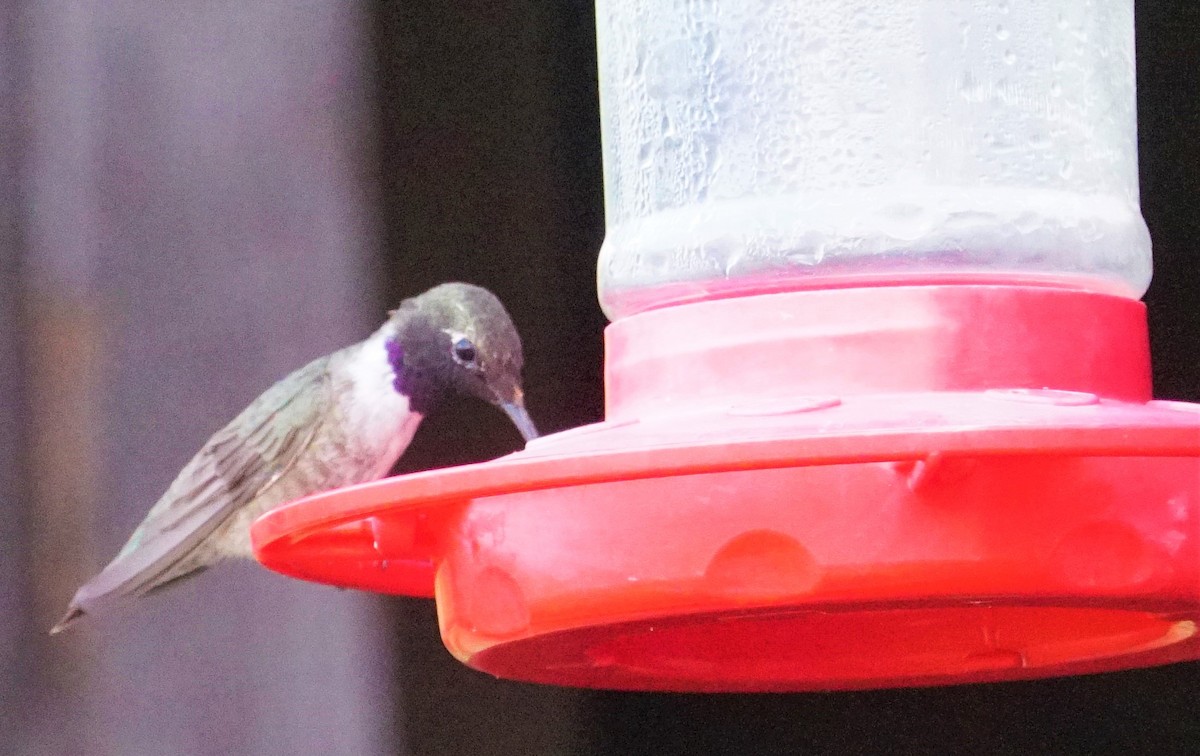 Black-chinned Hummingbird - ML358054921