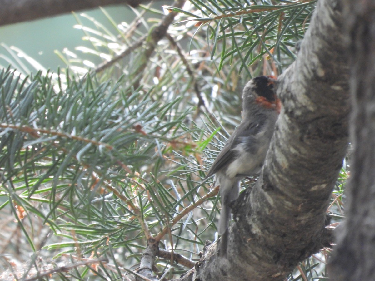 Red-faced Warbler - ML358055231