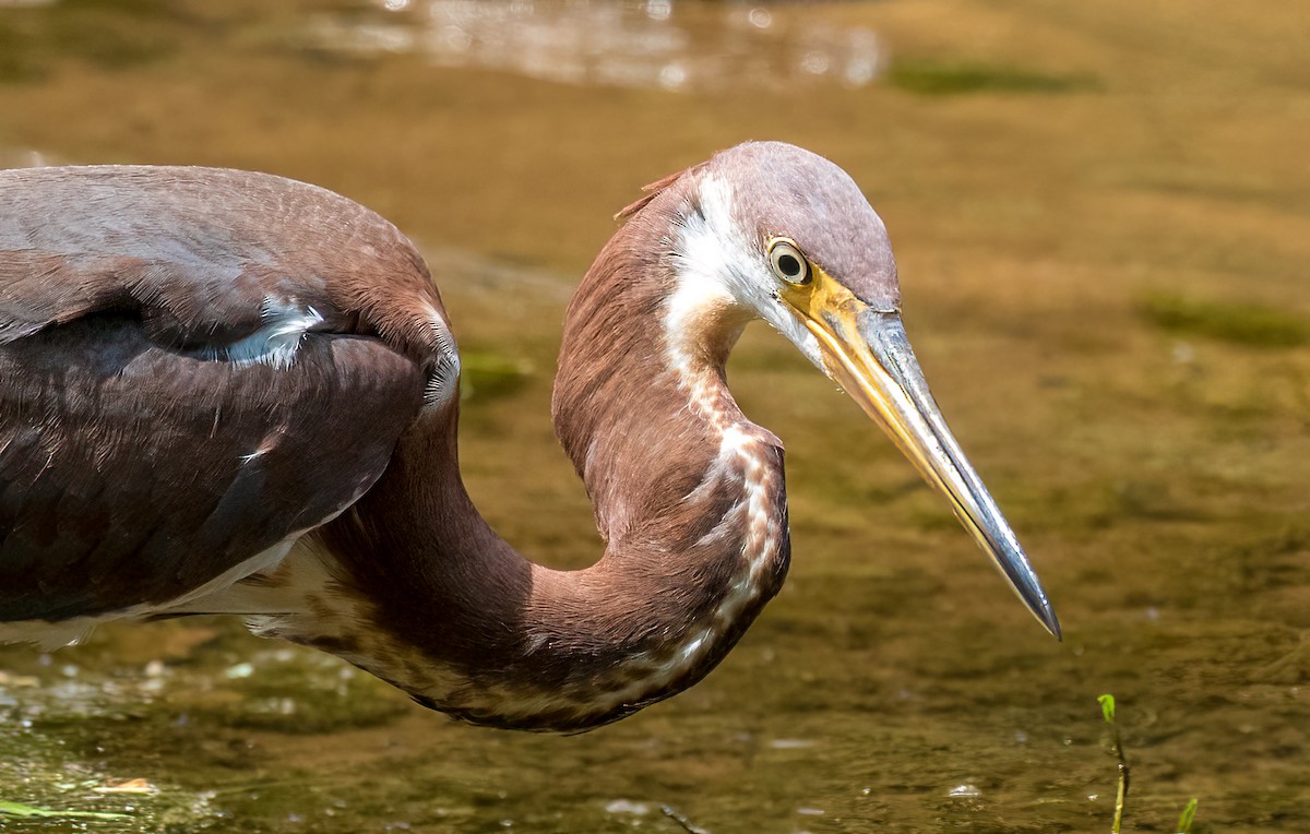 Tricolored Heron - ML358056291