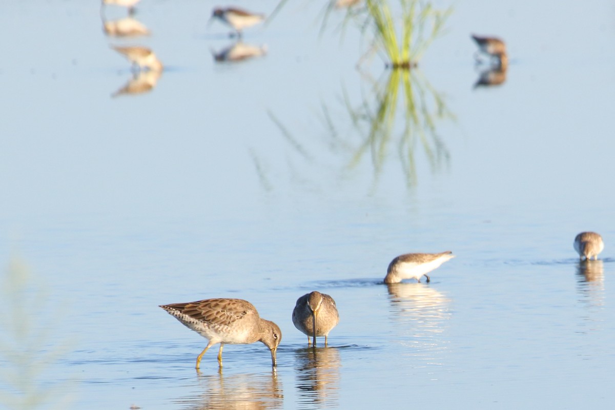 Long-billed Dowitcher - Shawn Miller