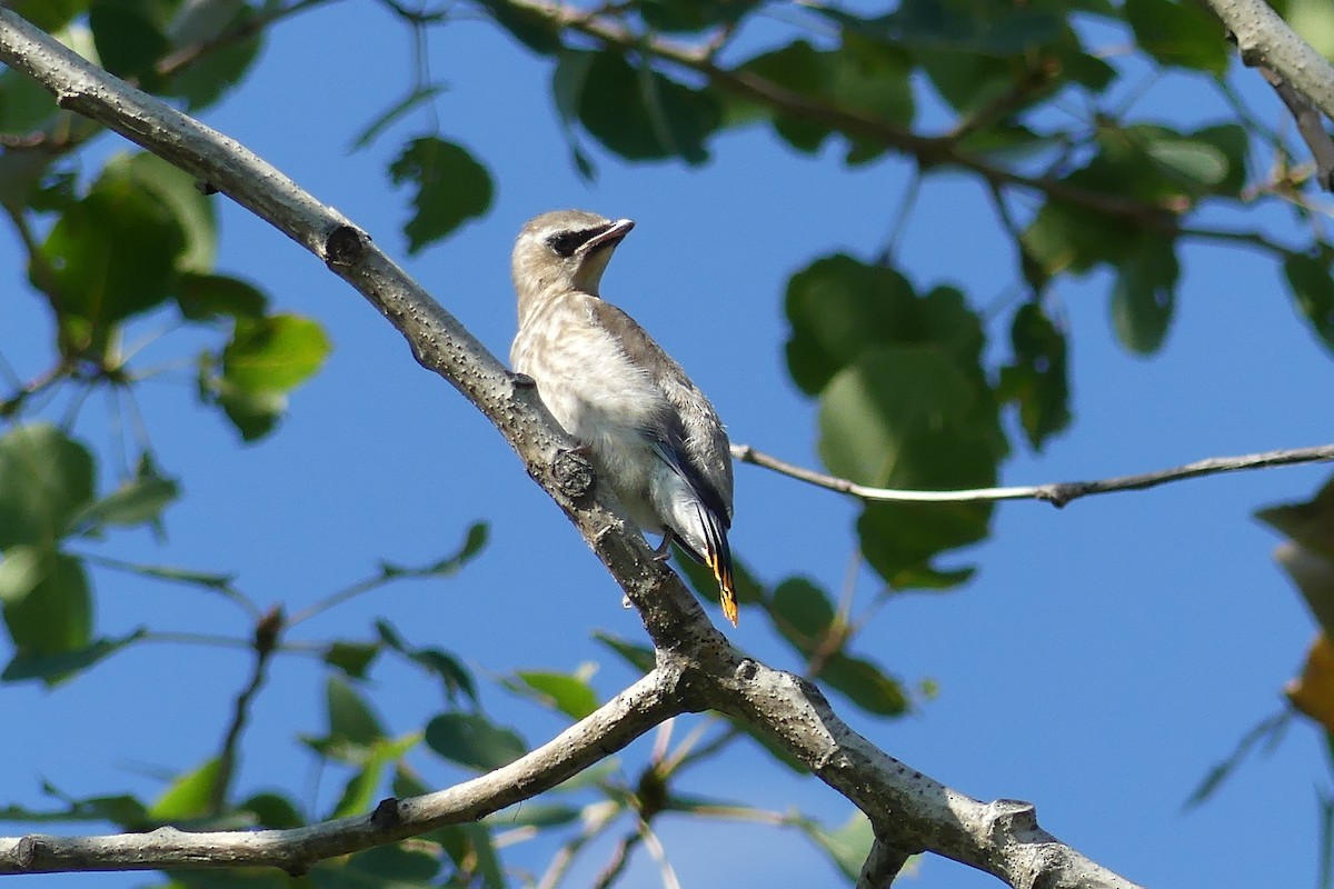 Cedar Waxwing - ML358056641