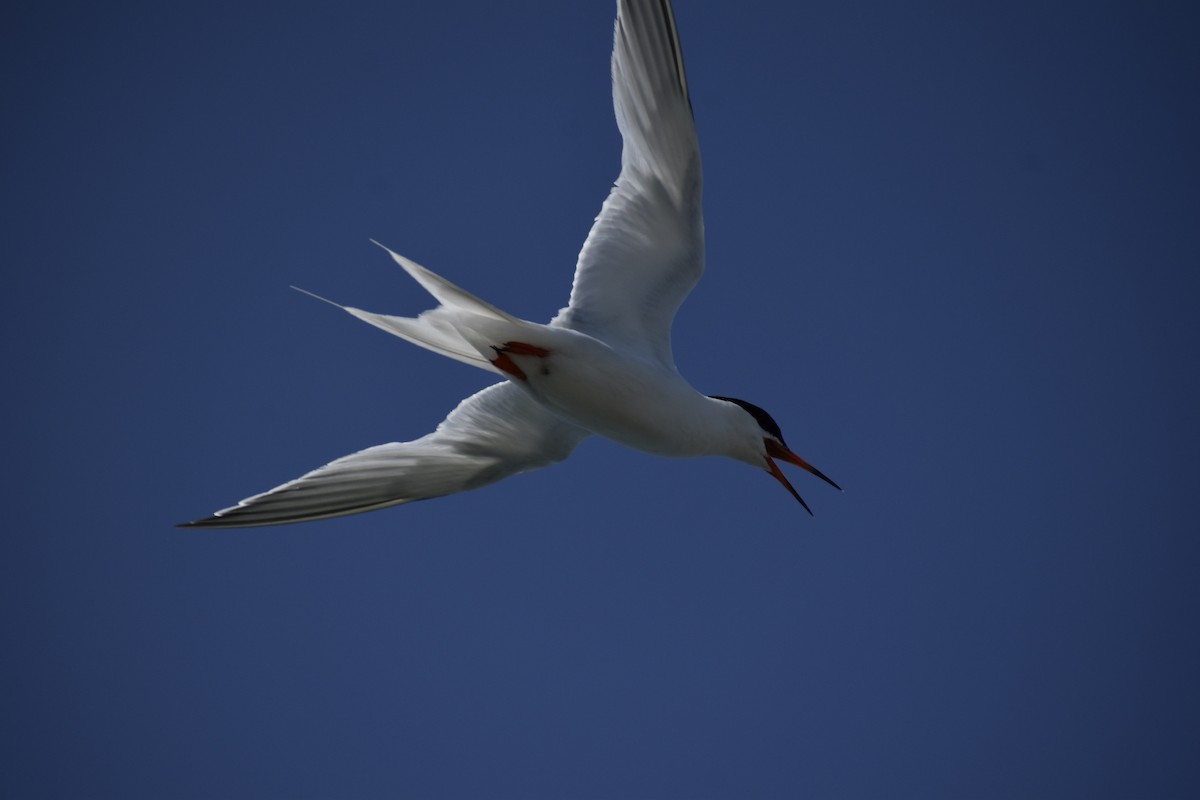 Roseate Tern - ML358056731