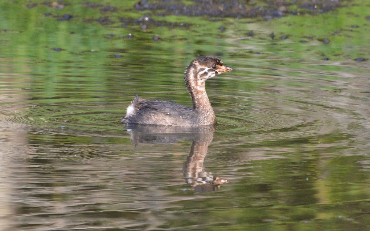 Pied-billed Grebe - Andreas K