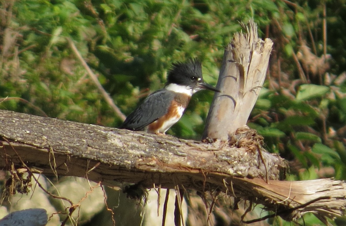 Martin-pêcheur d'Amérique - ML358057661