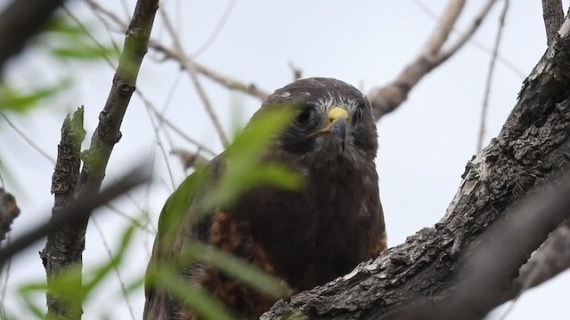 Buse de Swainson - ML358058471