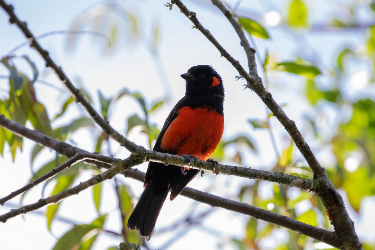 Scarlet-bellied Mountain Tanager - ML358059471
