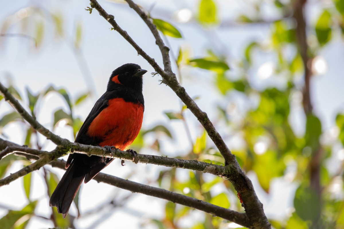 Scarlet-bellied Mountain Tanager - ML358059481