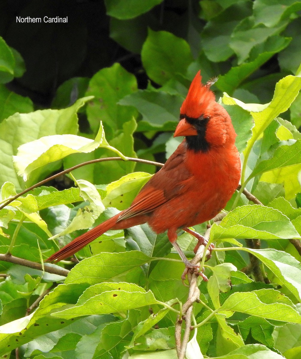 Cardinal rouge - ML358060561
