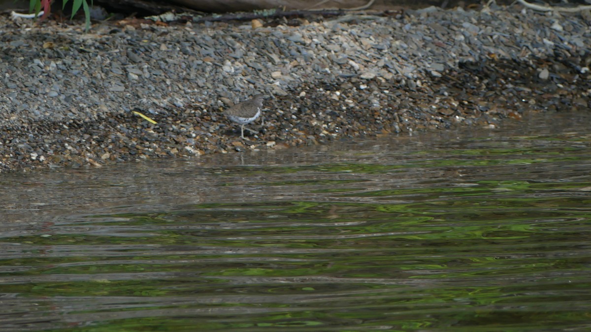 Spotted Sandpiper - ML358060611