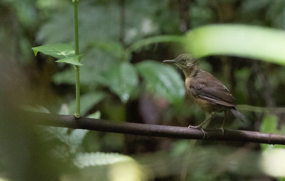 Sao Tome Short-tail - Alain Jacot