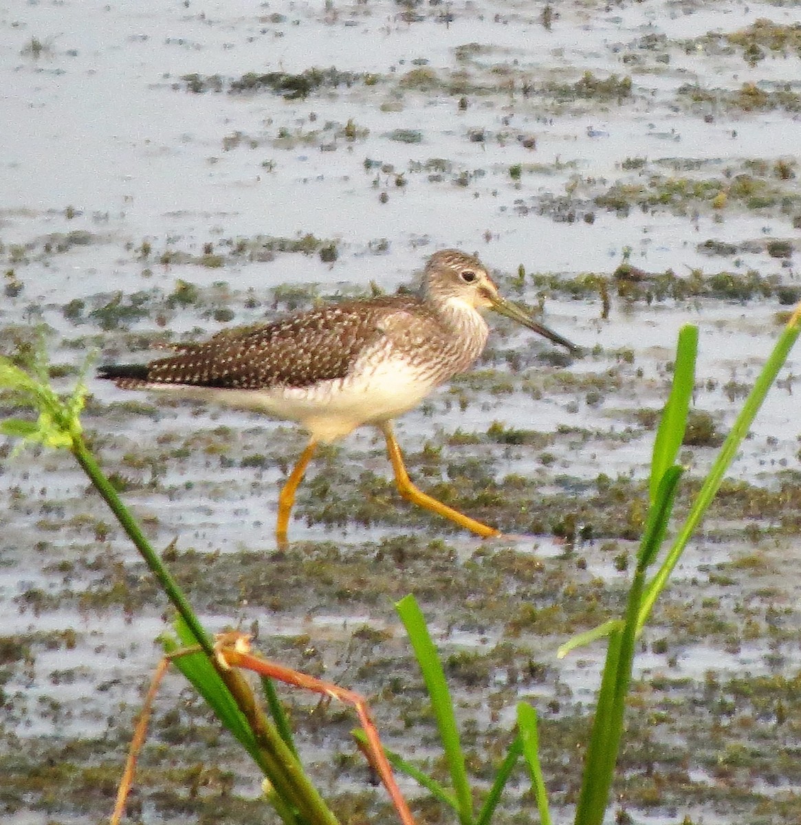 Greater Yellowlegs - ML358063721