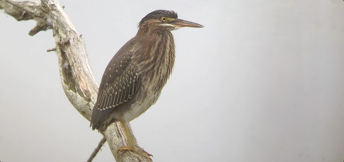 Green Heron - Richard Amable