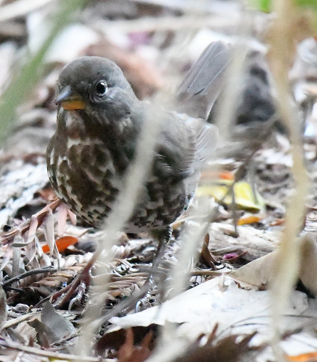 Fox Sparrow - ML35806581