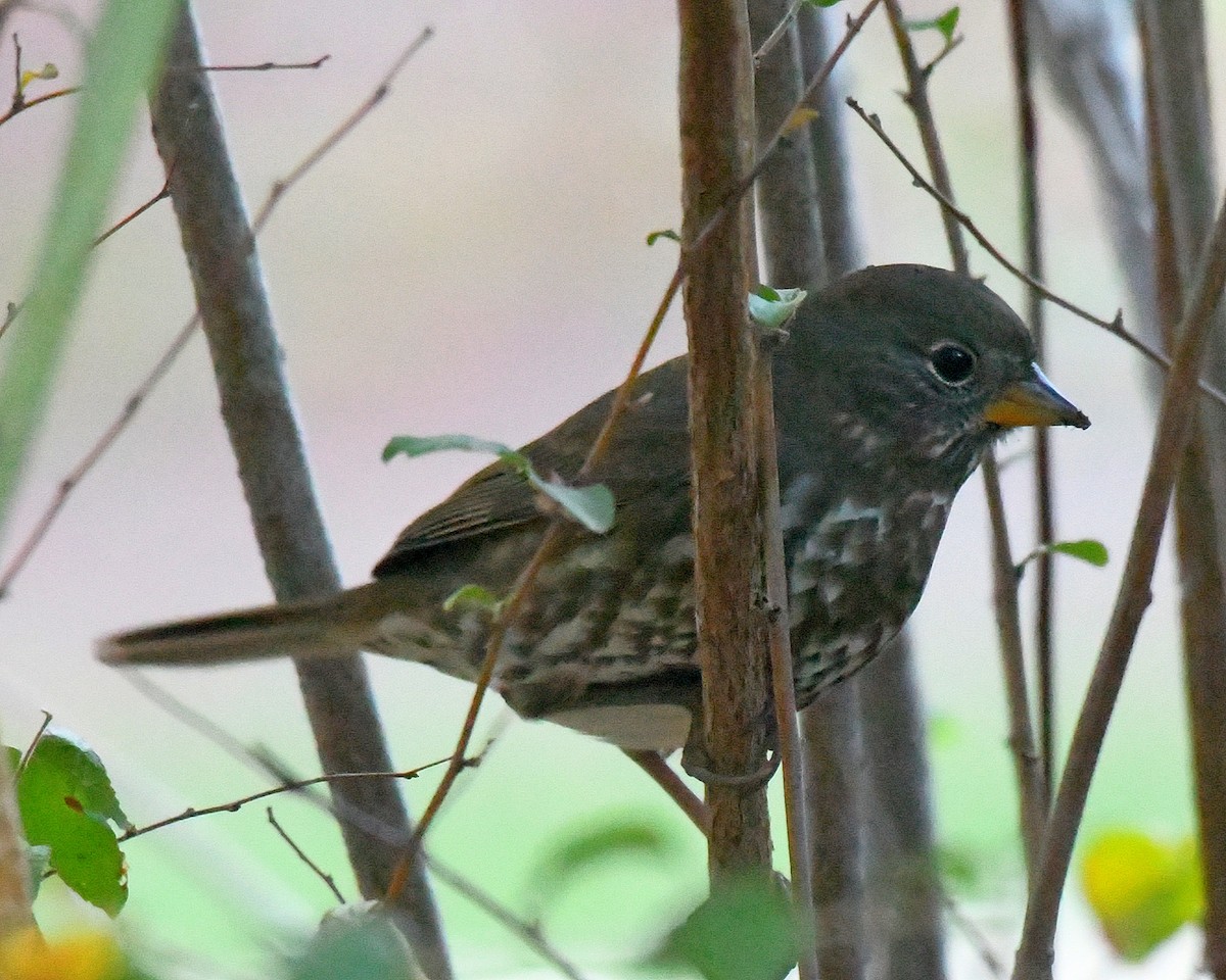 Fox Sparrow - ML35806601