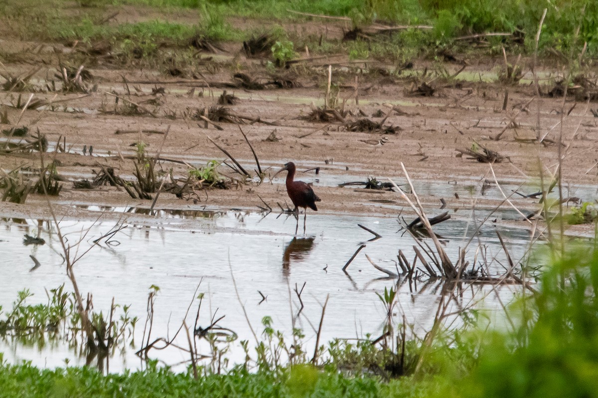 Glossy Ibis - ML358067551