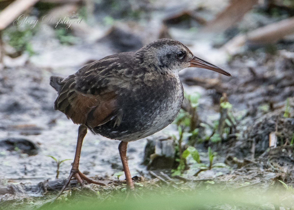 Virginia Rail - Rachel Justice