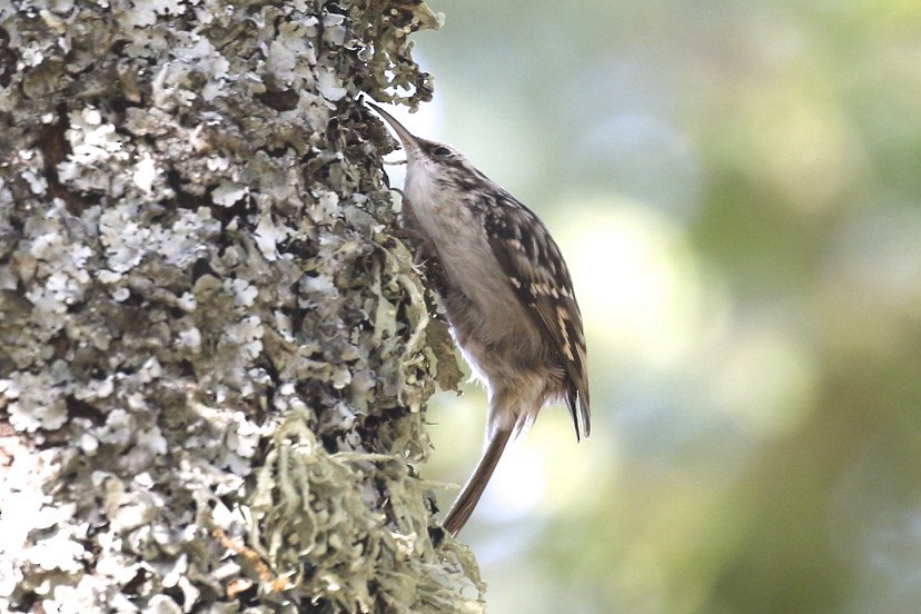 Short-toed Treecreeper - Knut Hansen