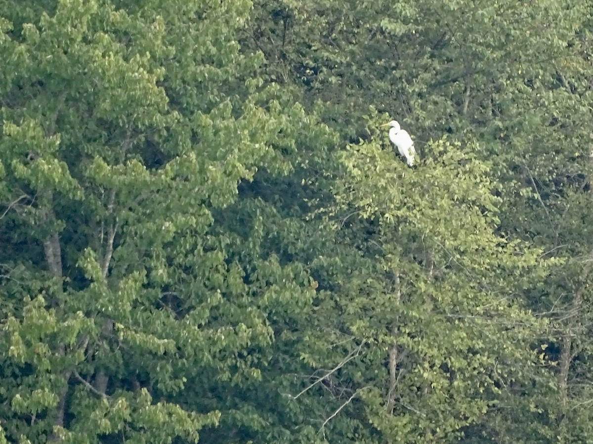 Great Egret - ML358069811