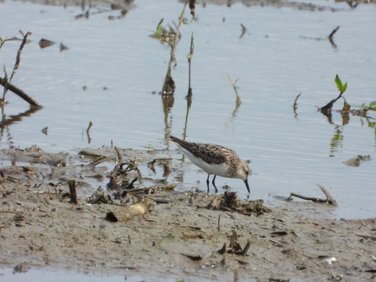 Semipalmated Sandpiper - Ben Yeasting