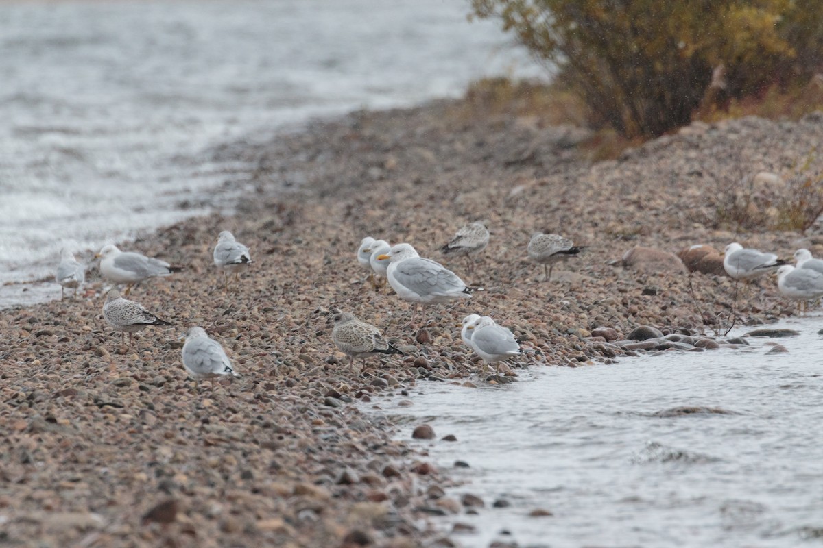 Ring-billed Gull - ML358070681