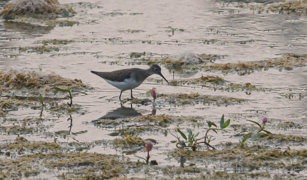 Solitary Sandpiper - ML358072651
