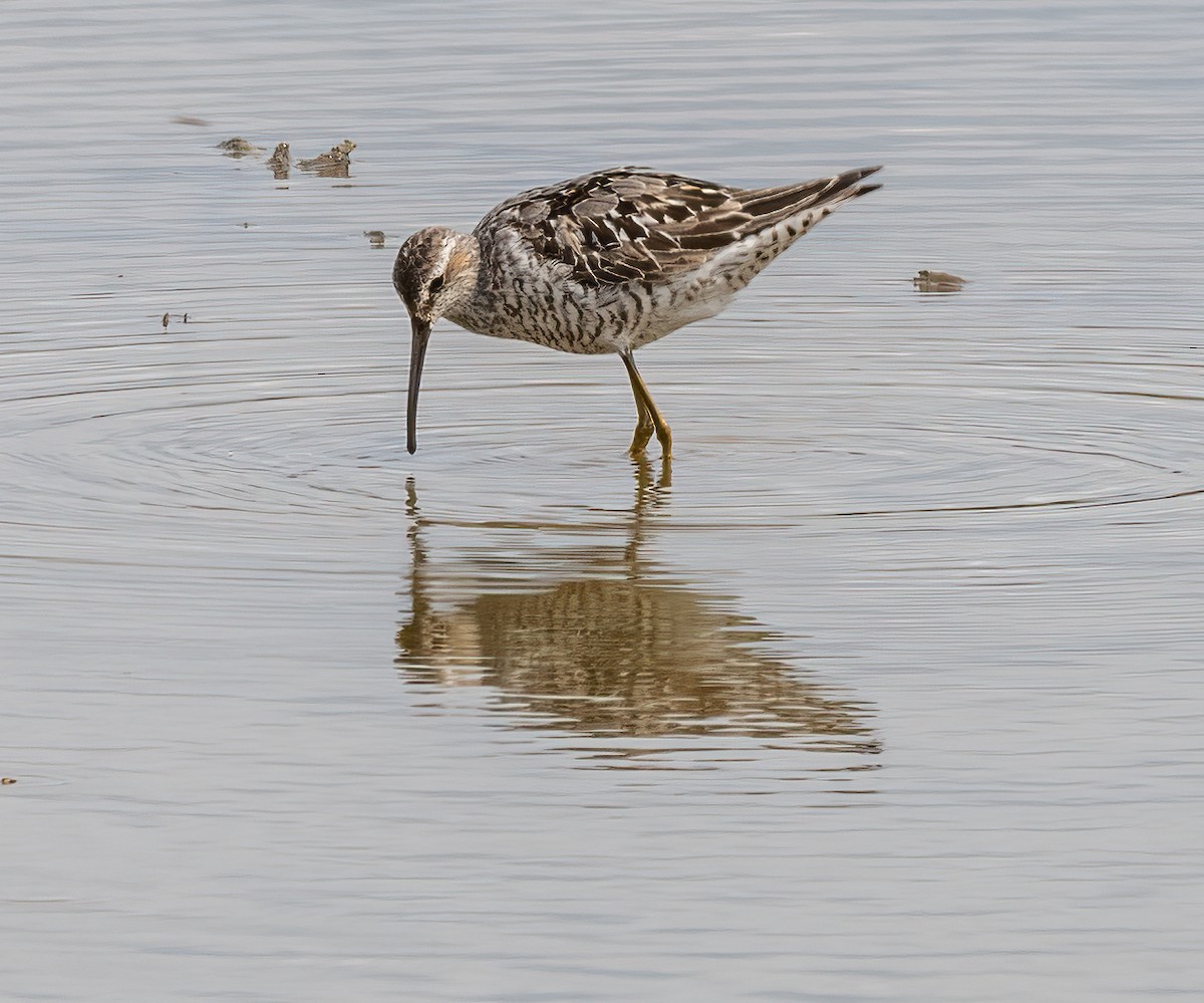 Stilt Sandpiper - Jocelyn  Anderson