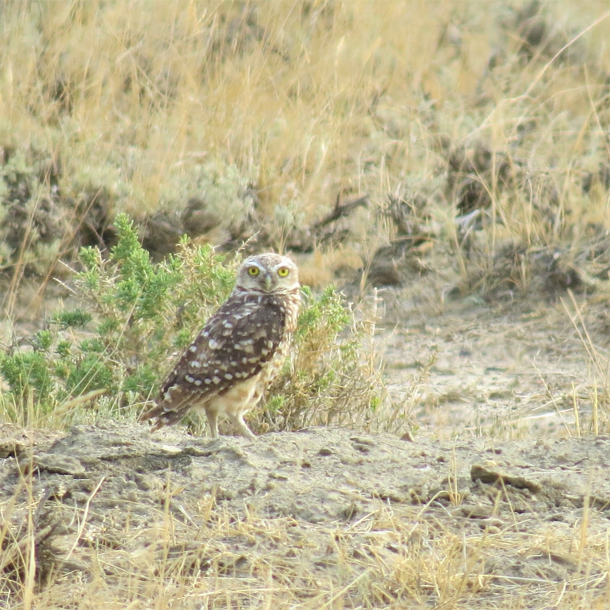 Burrowing Owl - raylene wall